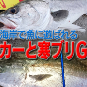 ランカーシーバスと寒ブリGet!!-天草西海岸で魚に遊ばれる