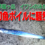 【太刀魚のボイルに騒然】 上天草市龍ヶ岳でイワシの泳がせ釣り