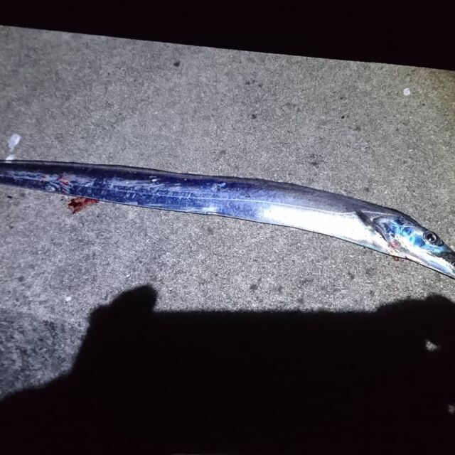 天草 竜ヶ岳 太刀魚釣れてます。指4～5本

#太刀魚
#天草竜ヶ岳