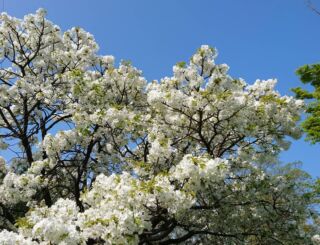 綺麗な桜

#桜