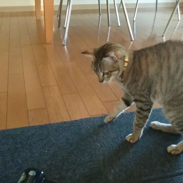ドライヤーと対戦 家のテンちゃん

#ねこぱんち 
#猫